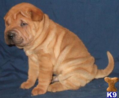 Chinese Shar-Pei Puppies
